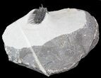 Undescribed Odontopleurid (aff Laethoprusia) Trilobite #39793-3